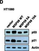 Anti-p21/WAF1/Cip1 Antibody Upstate&#174;, from mouse