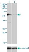 Monoclonal Anti-G3BP antibody produced in mouse clone 2F3, purified immunoglobulin, buffered aqueous solution