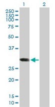 Anti-ABCC10 antibody produced in mouse purified immunoglobulin, buffered aqueous solution