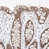 Anti-MRPL37 antibody produced in rabbit Prestige Antibodies&#174; Powered by Atlas Antibodies, affinity isolated antibody, buffered aqueous glycerol solution, Ab1