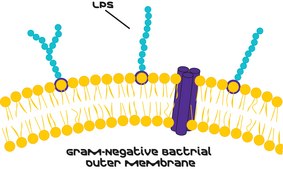 Lipopolysaccharides from Escherichia coli O55:B5 purified by ion-exchange chromatography, TLR ligand tested