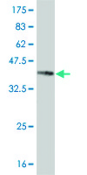 Monoclonal Anti-NR4A2 antibody produced in mouse clone 2B11, purified immunoglobulin, buffered aqueous solution