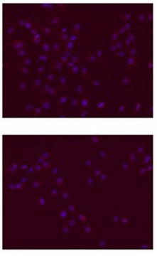 Anti-SOX-2 Antibody clone 6F1.2, Chemicon&#174;, from mouse