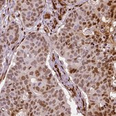 Monoclonal Anti-WWTR1 antibody produced in mouse Prestige Antibodies&#174; Powered by Atlas Antibodies, clone CL0371, purified immunoglobulin, buffered aqueous glycerol solution