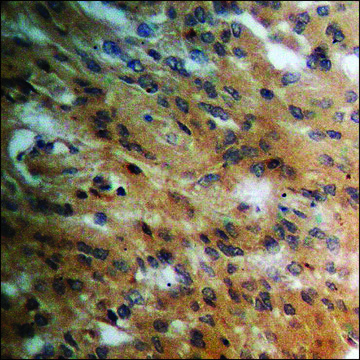 Anti-phospho-PPAR-&#947; (pSer112) antibody produced in rabbit affinity isolated antibody