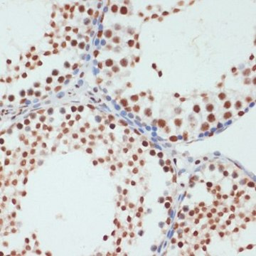 Anti-Phospho-POLR2A-S5 antibody produced in rabbit
