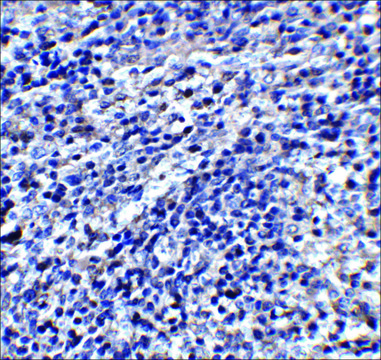 Anti-ORAI3 antibody produced in rabbit affinity isolated antibody, buffered aqueous solution
