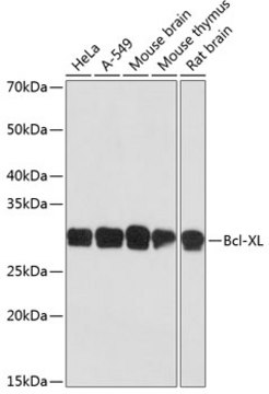 Anti-Bcl-XL Antibody, clone 2V10G9, Rabbit Monoclonal