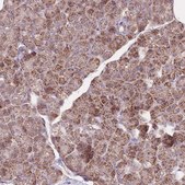 Anti-NDUFA9 antibody produced in rabbit Prestige Antibodies&#174; Powered by Atlas Antibodies, affinity isolated antibody, buffered aqueous glycerol solution