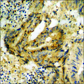 Anti-phospho-IL-8R &#946;/CDw128 &#946; (pSer347) antibody produced in rabbit affinity isolated antibody