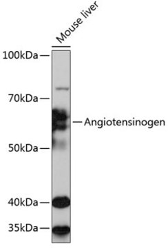 Anti-Angiotensinogen Antibody, clone 9Q5D4, Rabbit Monoclonal
