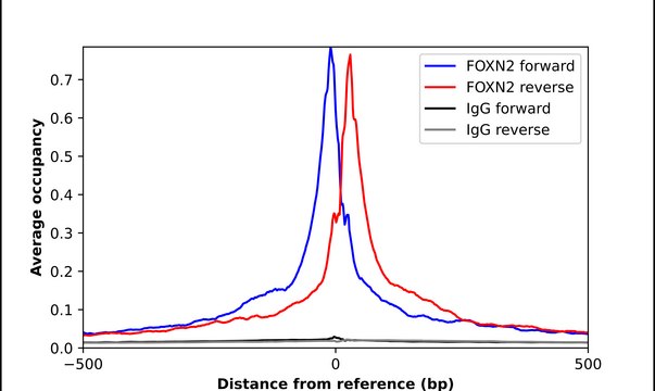 Anti-FOXN2 antibody produced in rabbit Prestige Antibodies&#174; Powered by Atlas Antibodies, affinity isolated antibody, buffered aqueous glycerol solution