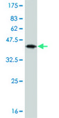 Monoclonal Anti-IL13 antibody produced in mouse clone 7E4, purified immunoglobulin, buffered aqueous solution