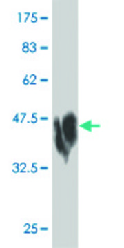 Monoclonal Anti-CDH2 antibody produced in mouse clone 5C8, purified immunoglobulin, buffered aqueous solution