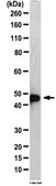 Anti-Ena/VASP-like protein Antibody from rabbit, purified by affinity chromatography