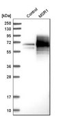 Anti-MSR1 antibody produced in rabbit Prestige Antibodies&#174; Powered by Atlas Antibodies, affinity isolated antibody, buffered aqueous glycerol solution