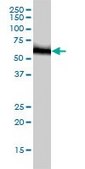 Monoclonal Anti-RNMT antibody produced in mouse clone 3H3-1D12, purified immunoglobulin, buffered aqueous solution