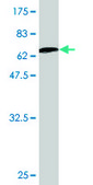 Monoclonal Anti-LDHB antibody produced in mouse clone 2H6, purified immunoglobulin, buffered aqueous solution