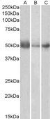 Anti-IDO1 antibody produced in goat affinity isolated antibody, buffered aqueous solution