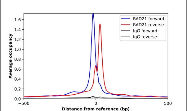 Anti-RAD21 antibody produced in rabbit Prestige Antibodies&#174; Powered by Atlas Antibodies, affinity isolated antibody, buffered aqueous glycerol solution