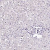Anti-AGR3 antibody produced in rabbit Prestige Antibodies&#174; Powered by Atlas Antibodies, affinity isolated antibody, buffered aqueous glycerol solution