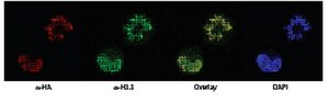 Anti-Histone H3.3 Antibody from rabbit, purified by affinity chromatography