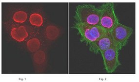 Anti-monomethyl-Histone H3 (Lys27) Antibody Upstate&#174;, from rabbit