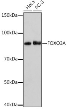 Anti-FOXO3A Antibody, clone 8B9X5, Rabbit Monoclonal