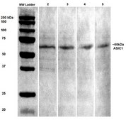 Monoclonal Anti-Glun2A/Nr2A - Biotin antibody produced in mouse clone S327-95, purified immunoglobulin