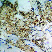 Anti-phospho-SAPK/JNK (pThr183) antibody produced in rabbit affinity isolated antibody
