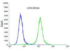 Anti-Androgen Receptor (C-term) antibody, Rabbit monoclonal recombinant, expressed in proprietary host, clone SP224, affinity isolated antibody