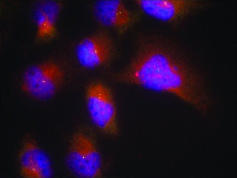 Anti-phospho-NTRK2 (pTyr515) antibody produced in rabbit affinity isolated antibody