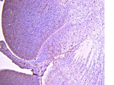 Anti-Radial Glial Cell Marker-2 Antibody, clone RC2 clone RC2, from mouse