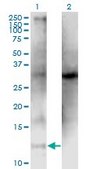 Monoclonal Anti-CLPS, (C-terminal) antibody produced in mouse clone 4G3, purified immunoglobulin, buffered aqueous solution