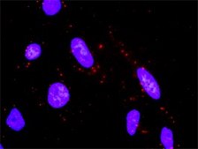 Monoclonal Anti-MAP2K6 antibody produced in mouse clone 2F2, purified immunoglobulin, buffered aqueous solution