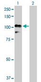 Anti-RALBP1 antibody produced in rabbit purified immunoglobulin, buffered aqueous solution