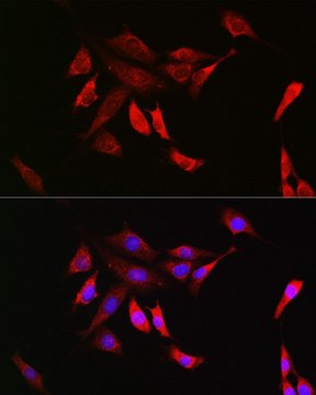 Anti-SHP2 antibody produced in rabbit