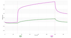 Anti-CRFR1/CRHR1 Antibody, clone 1N21 ZooMAb&#174; Rabbit Monoclonal recombinant, expressed in HEK 293 cells