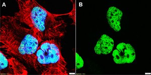 Anti-SMAD7 Antibody, clone 2D15 ZooMAb&#174; Rabbit Monoclonal recombinant, expressed in HEK 293 cells