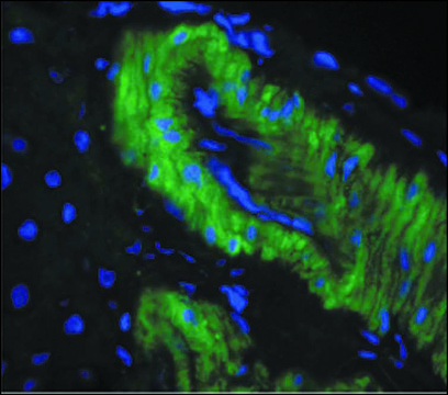 Monoclonal Anti-Nitrotyrosine antibody produced in mouse clone 39B6, 1&#160;mg/mL, purified immunoglobulin