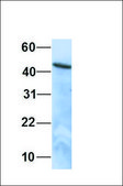 Anti-AGT antibody produced in rabbit affinity isolated antibody