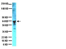 Anti-Peripherin Antibody serum, Chemicon&#174;