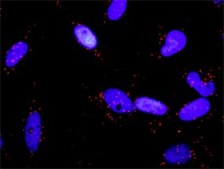 Monoclonal Anti-RALA antibody produced in mouse clone 3E6, purified immunoglobulin, buffered aqueous solution