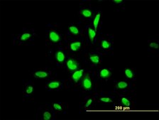 ANTI-YY1 antibody produced in mouse clone 4D2, purified immunoglobulin, buffered aqueous solution
