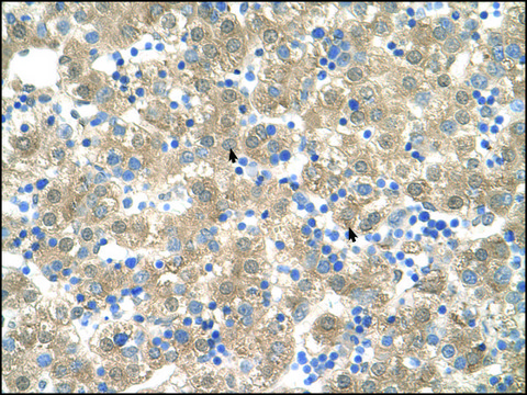 Anti-PPIB (AB2) antibody produced in rabbit IgG fraction of antiserum