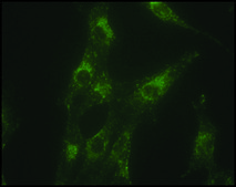 Anti-LAMP1 antibody produced in rabbit affinity isolated antibody, buffered aqueous solution