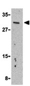 Anti-IL-31 Antibody from rabbit, purified by affinity chromatography
