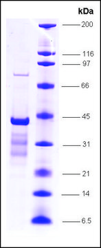 p53 (1-81), wild type, GST tagged human recombinant, expressed in E. coli, &#8805;80% (SDS-PAGE)