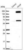 Anti-NASP antibody produced in rabbit Prestige Antibodies&#174; Powered by Atlas Antibodies, affinity isolated antibody, buffered aqueous glycerol solution