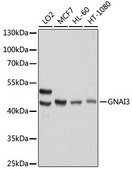 Anti-GNAI3 antibody produced in rabbit